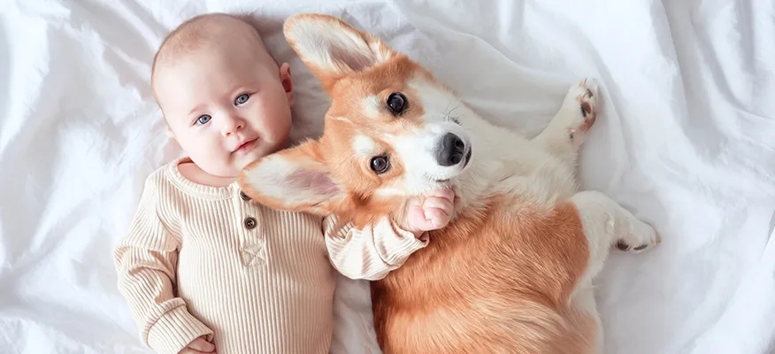 Introduce Pet To Baby Safely