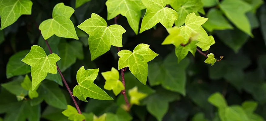 Ivy Leaf: A Key to Natural Wellness and Good Health