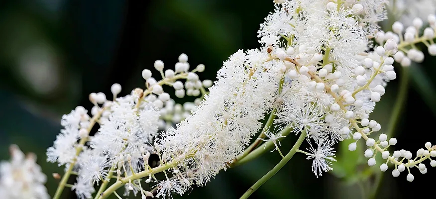 Embracing Wellness: A Deeper Look into the Benefits of Black Cohosh