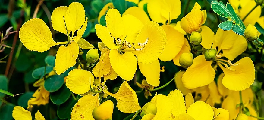 Avarampoo flowers for herbal health benefits and wellness