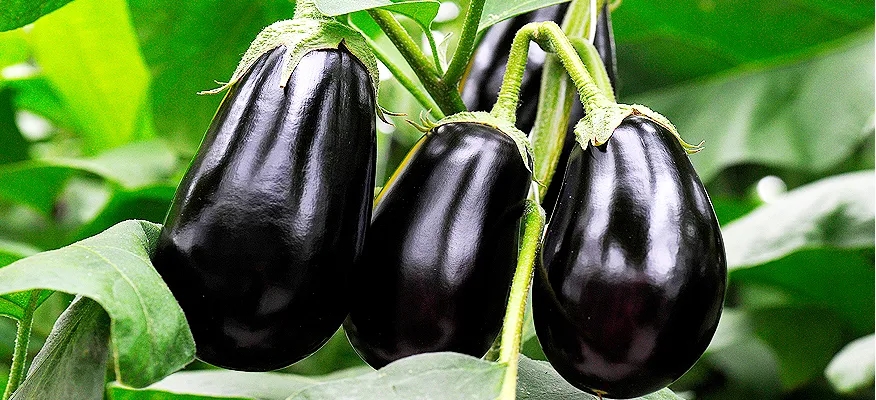 Health Benefits of Eggplant