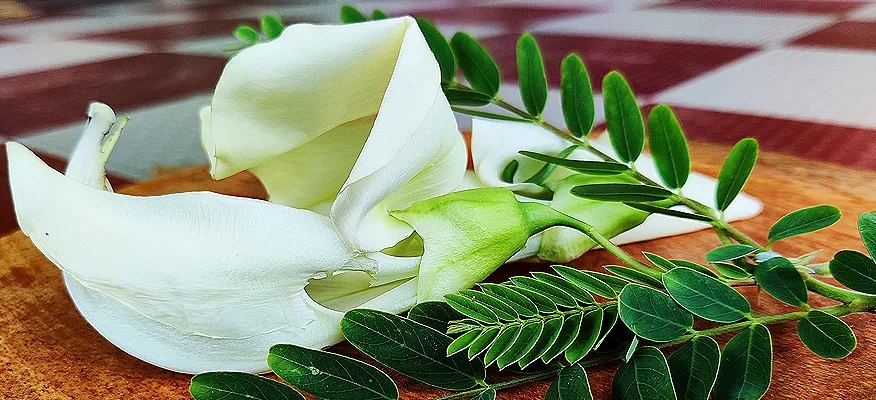 Amazing Health Benefits of Agathi Keerai (Sesbania Grandiflora Leaves)