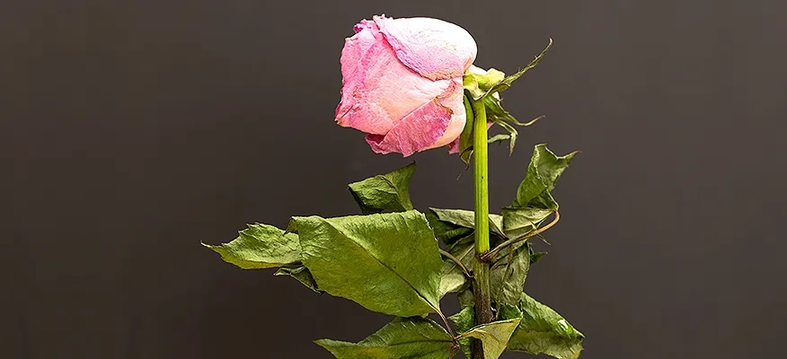 Ease Your Journey Through Menopause with Natural Remedies